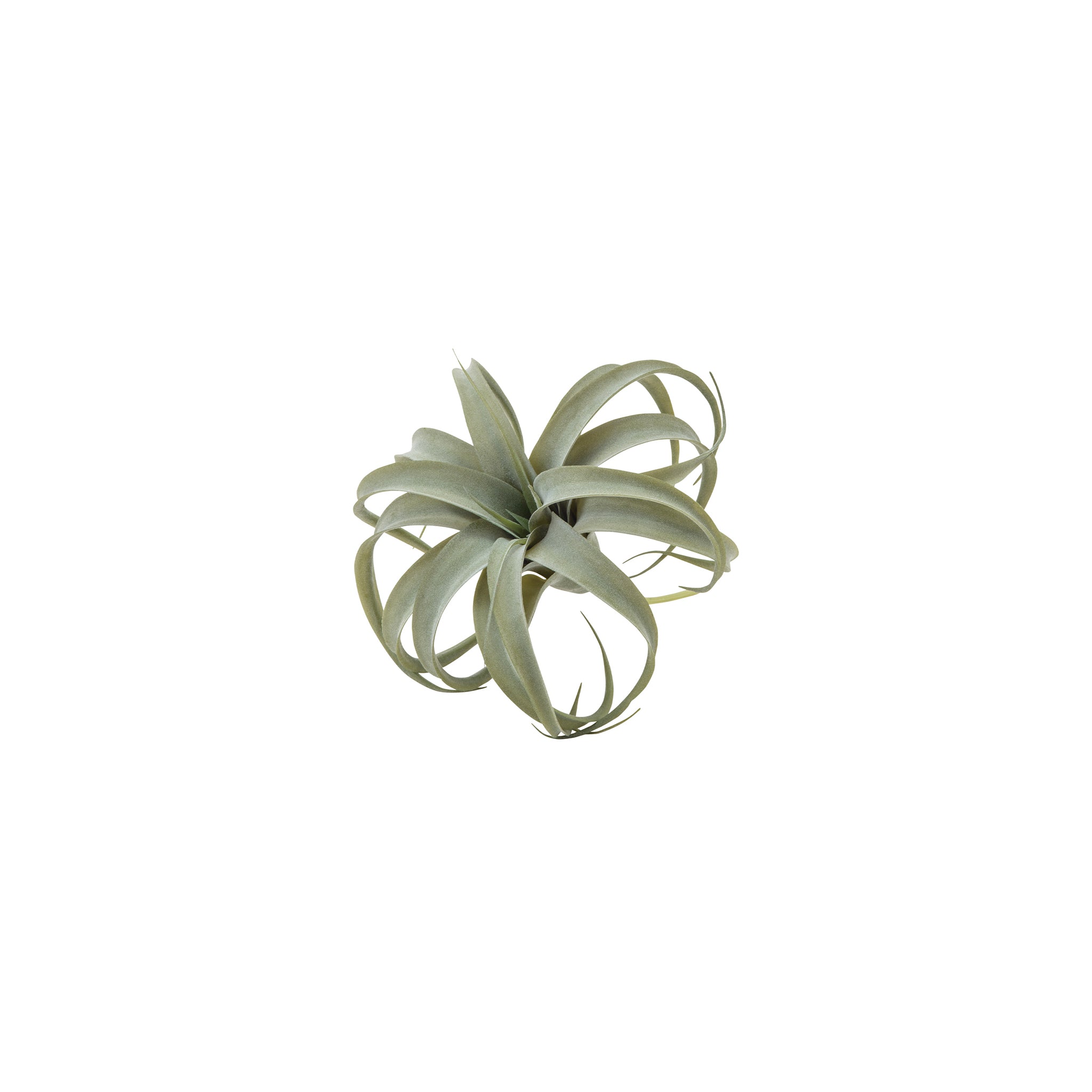 80946 キセログラフィカS – POSH LIVING CO.,LTD