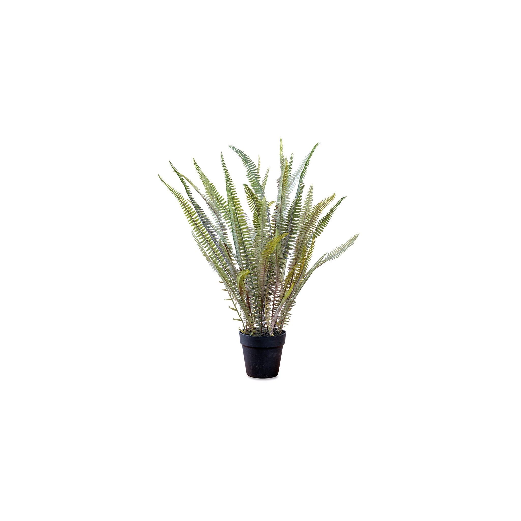 80978 ボストンファーン – POSH LIVING CO.,LTD