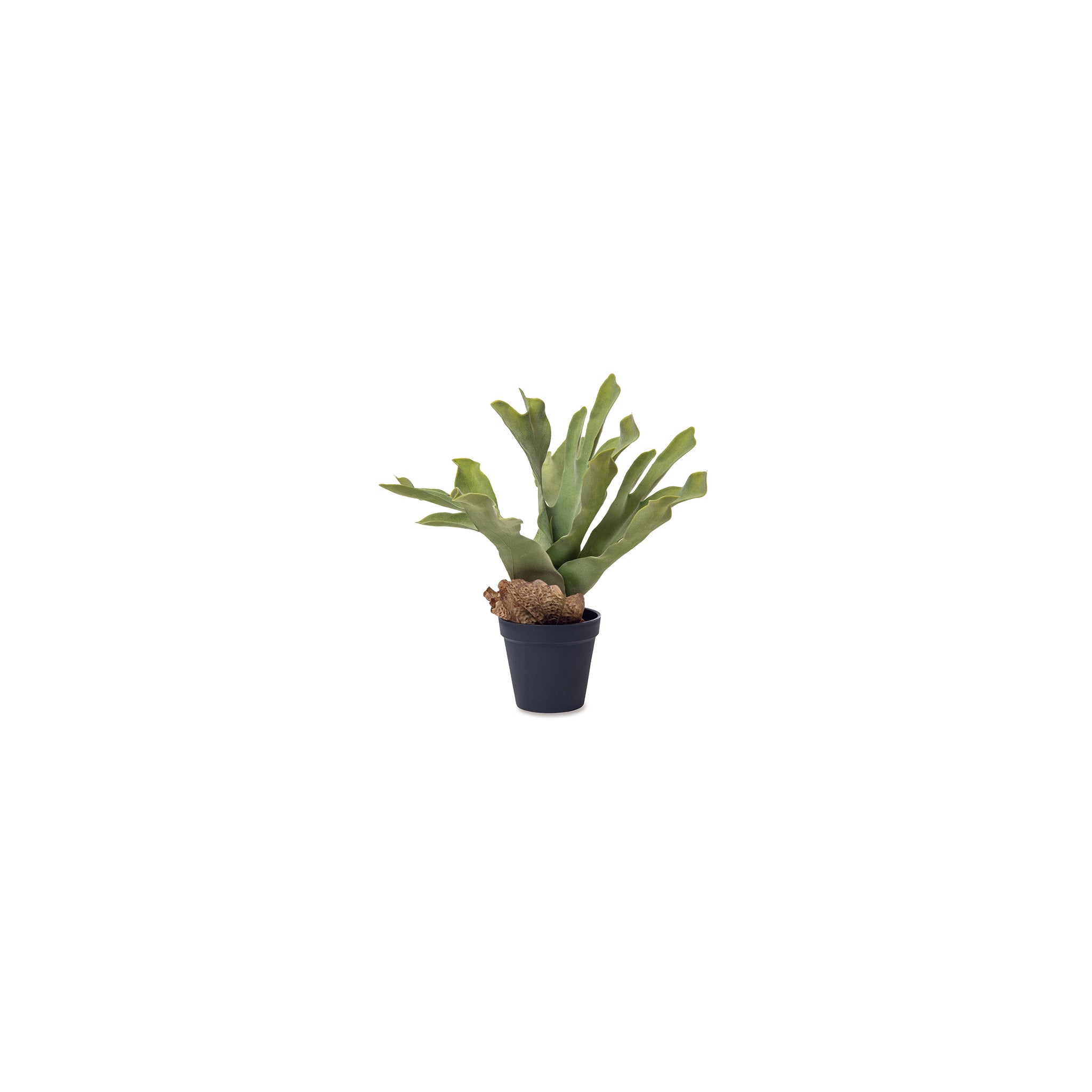 81120 ビカクシダ – POSH LIVING CO.,LTD