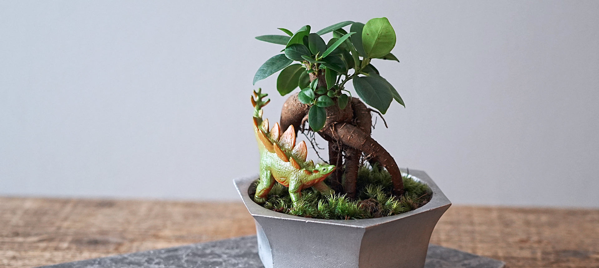 ブルータポットで始める、癒しの「小さな世界」