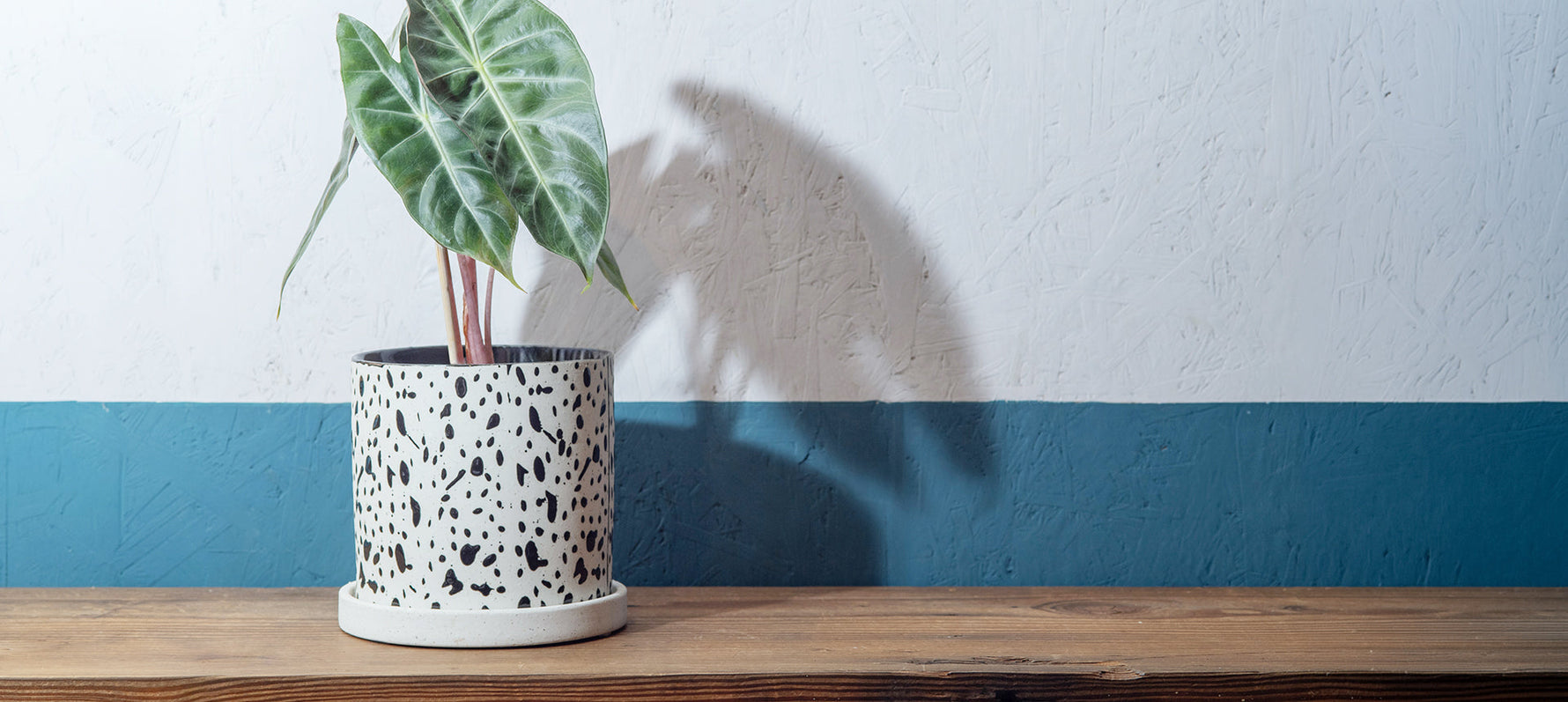 植物をアップデートする、心惹かれる個性派ポット。