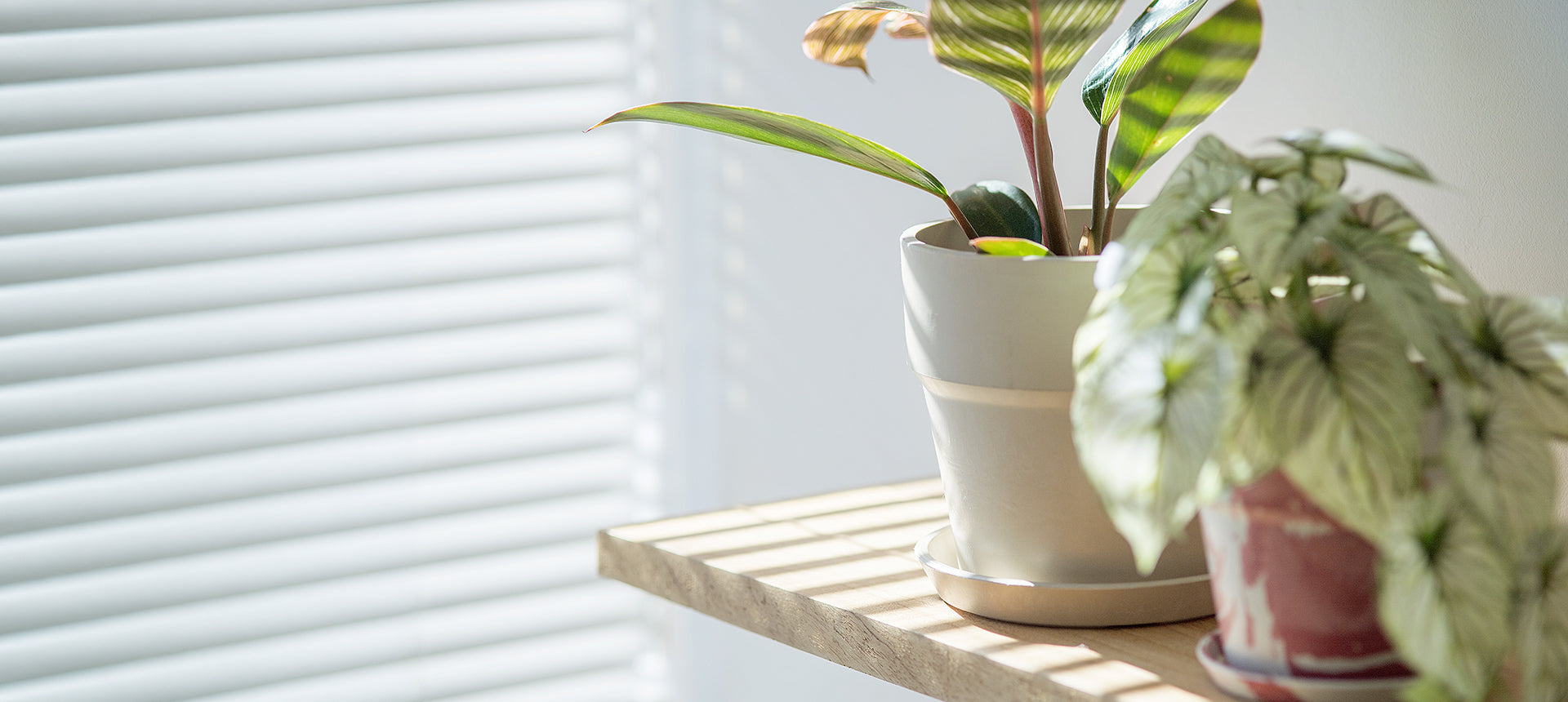 【PLUS the green】Green Day Vol.15出店のお知らせ