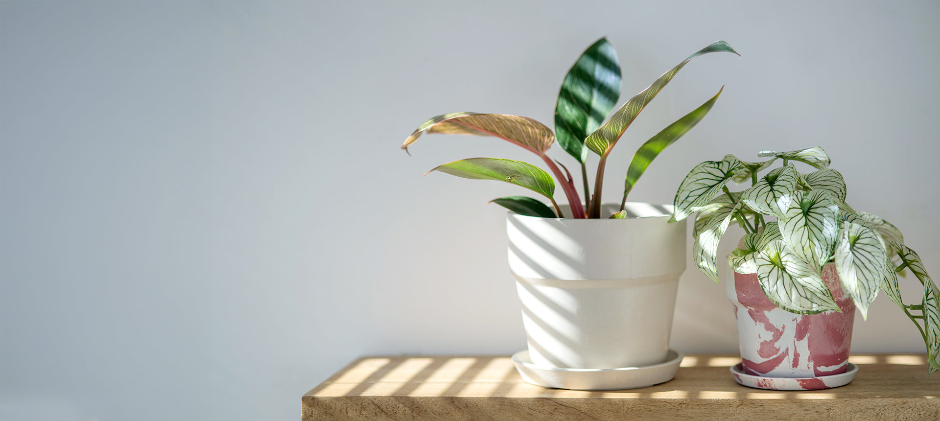 【PLUS the green】LOCAL GREEN FESTIVAL '25出展のお知らせ