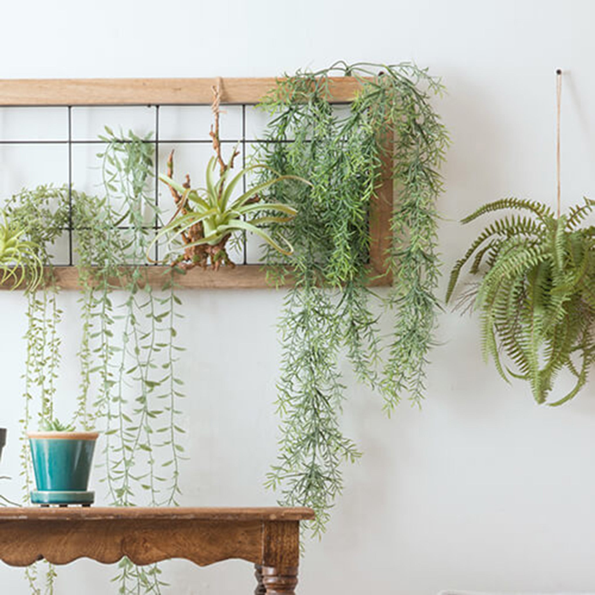 80879 コロラータス – POSH LIVING CO.,LTD