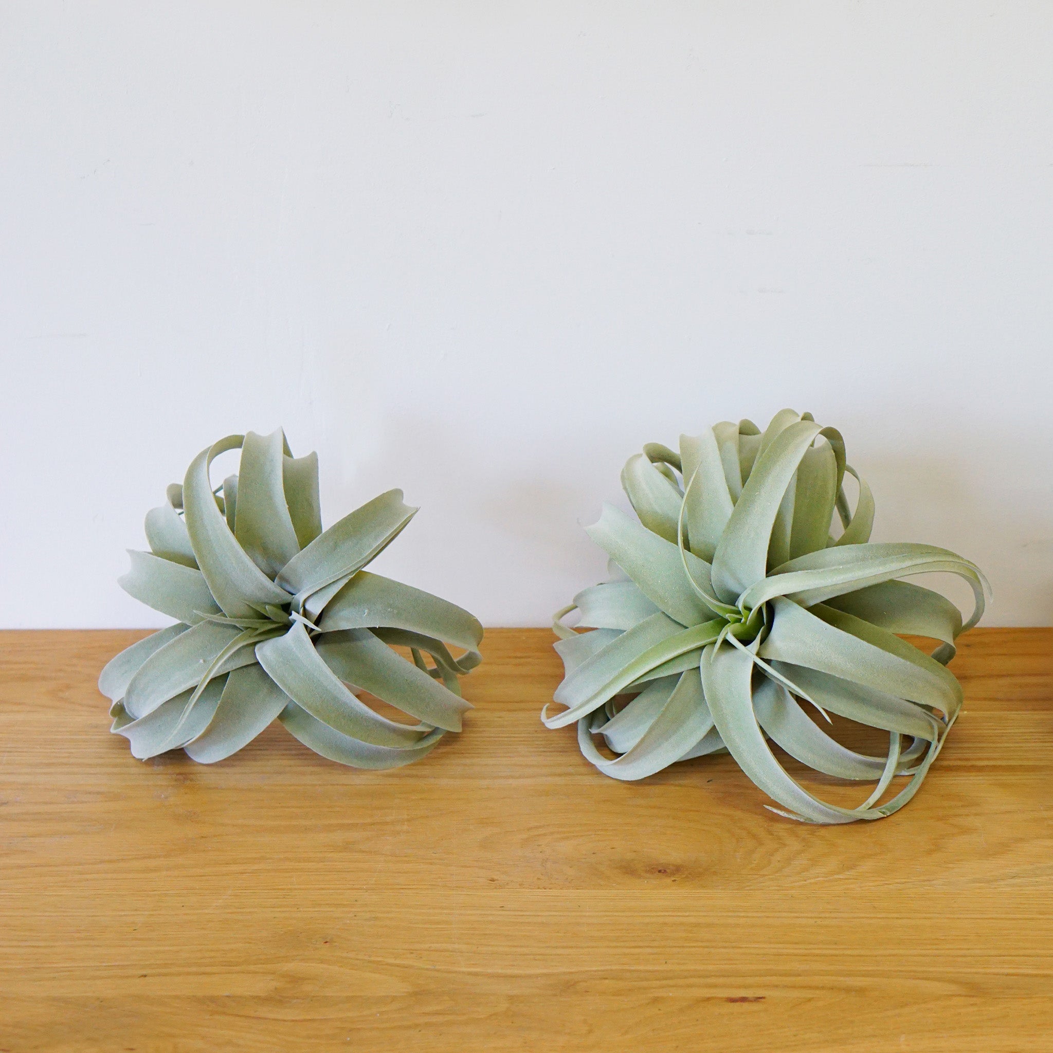 80946 キセログラフィカS – POSH LIVING CO.,LTD