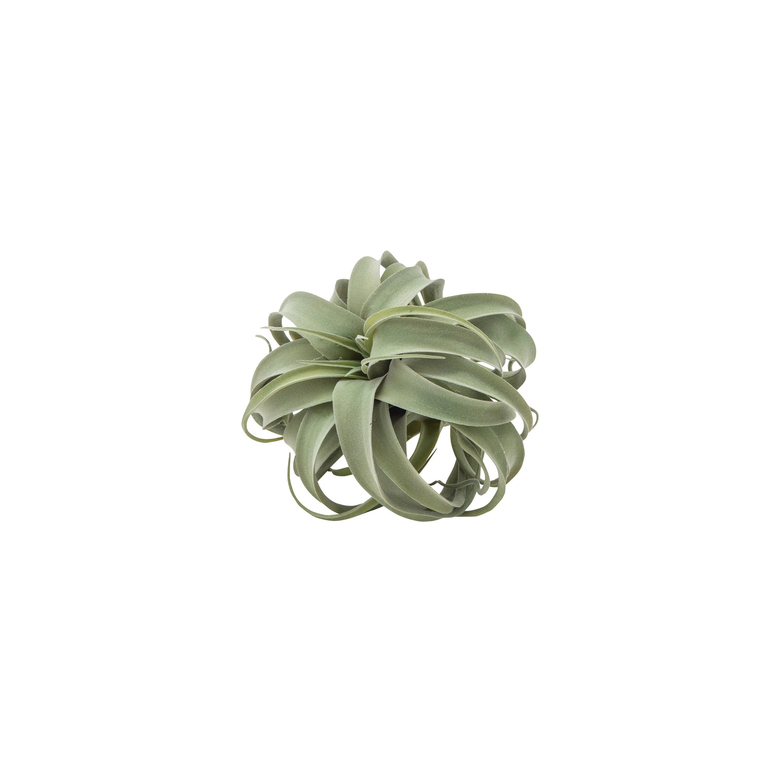 80912 キセログラフィカM