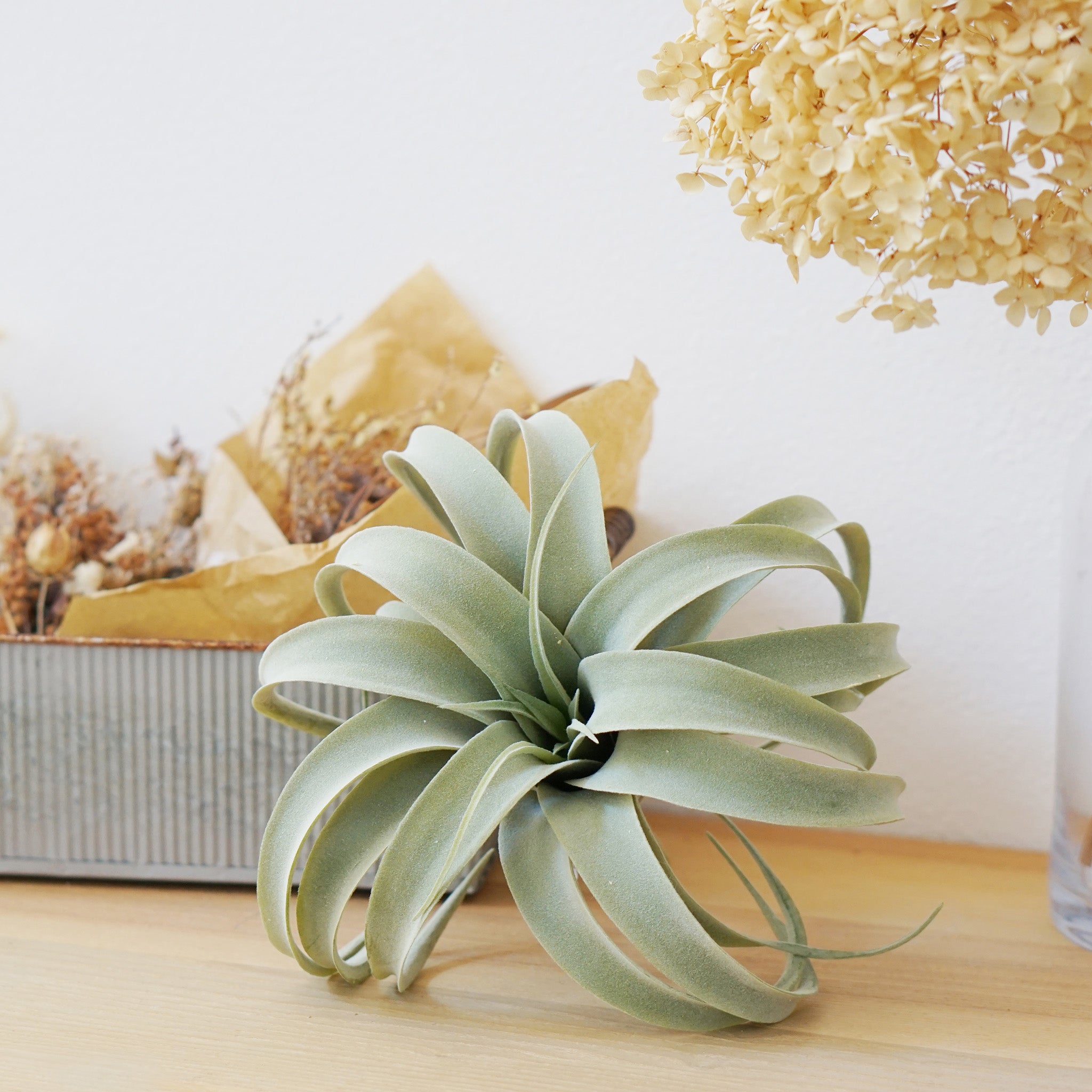 キセログラフィカ 80946 キセログラフィカS – POSH LIVING CO.,LTD