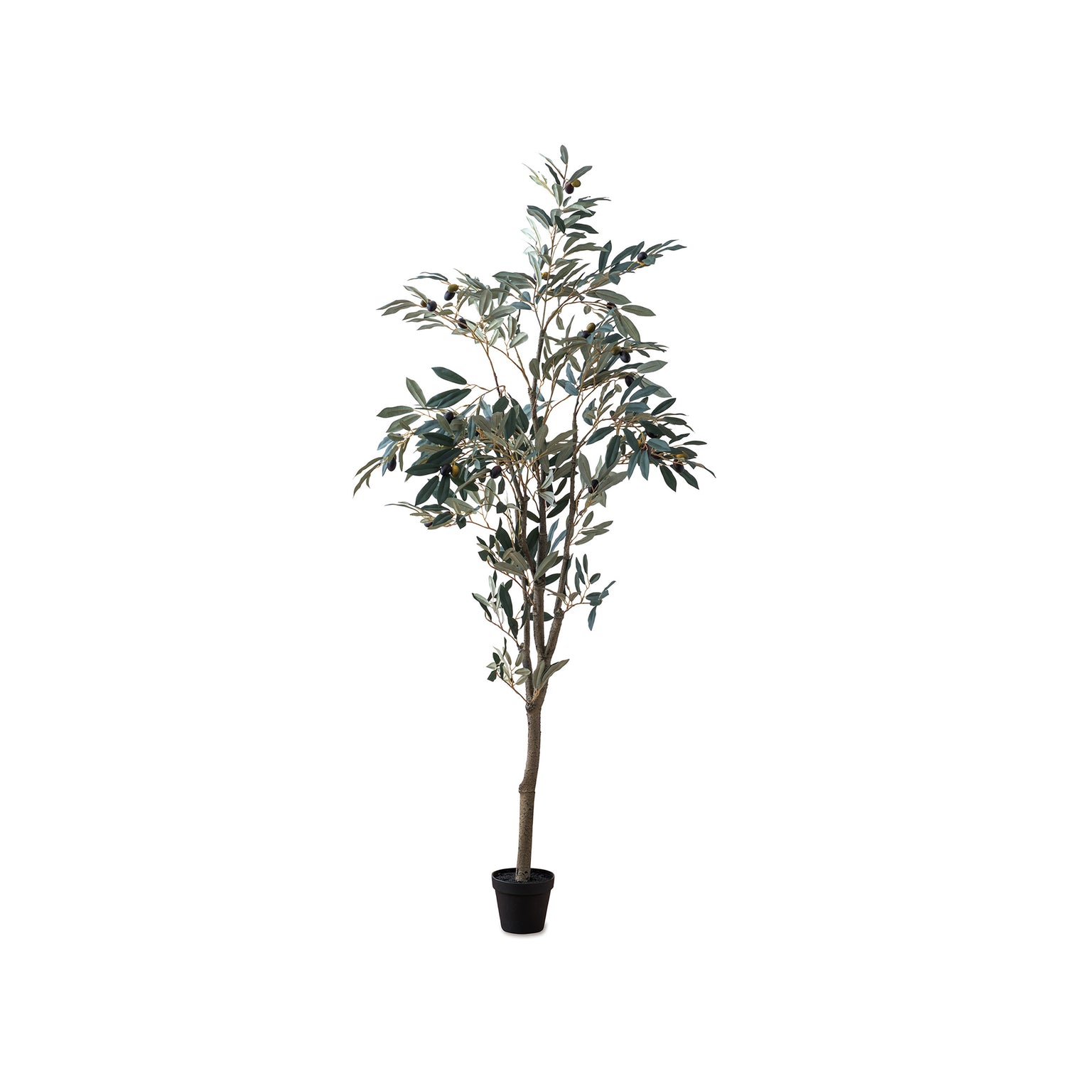 80954 オリーブツリー