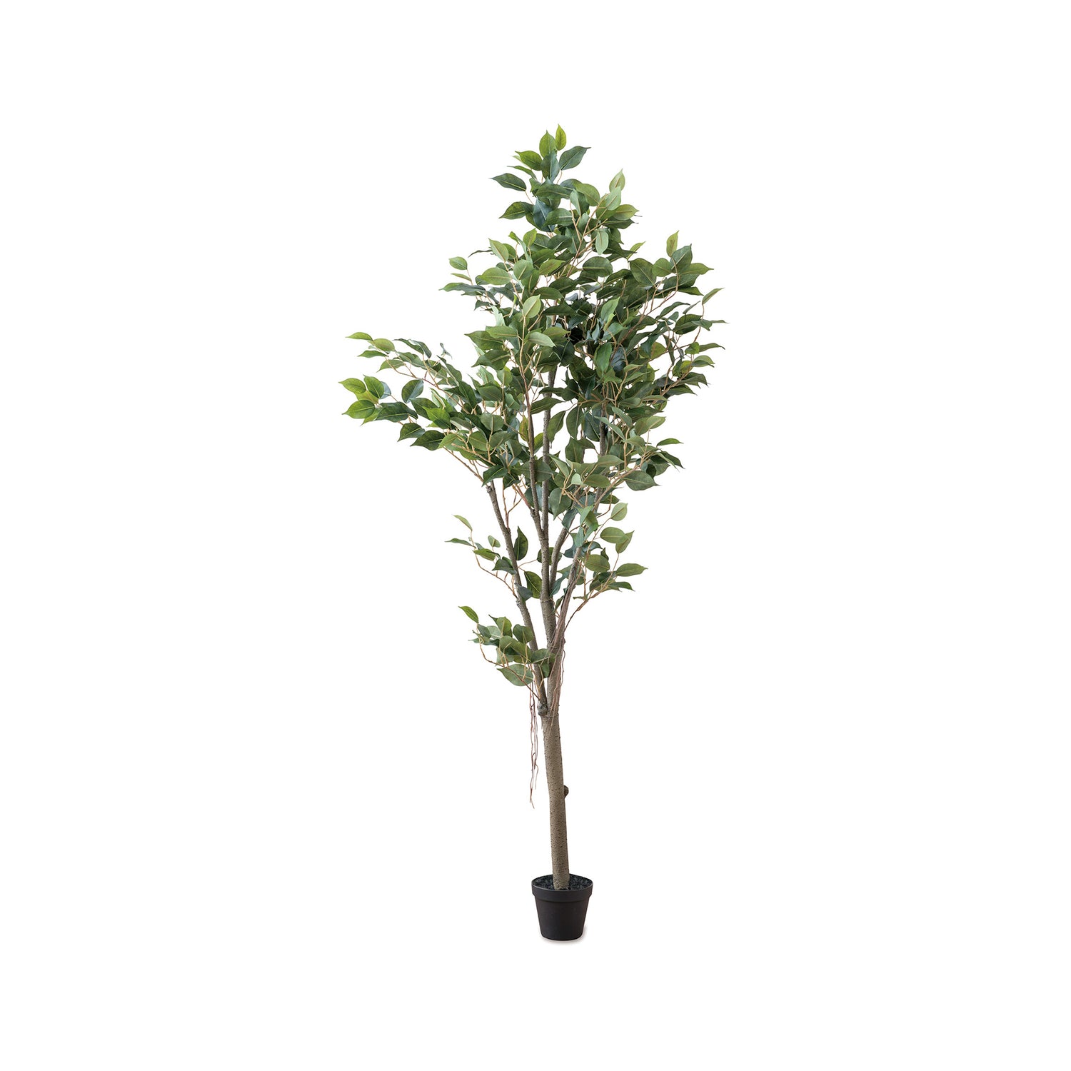 80955 フィカスツリー