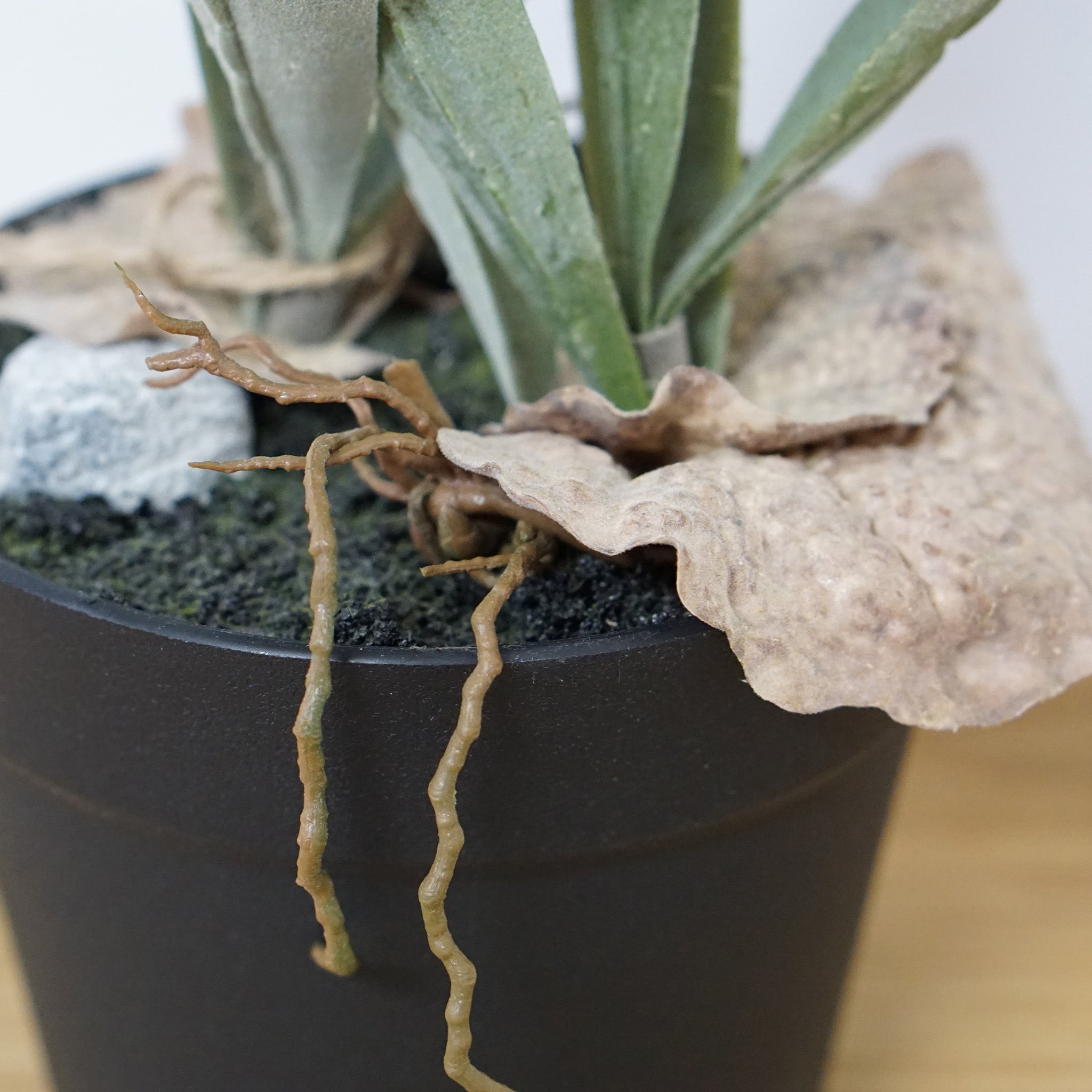 80977 コウモリラン – POSH LIVING CO.,LTD