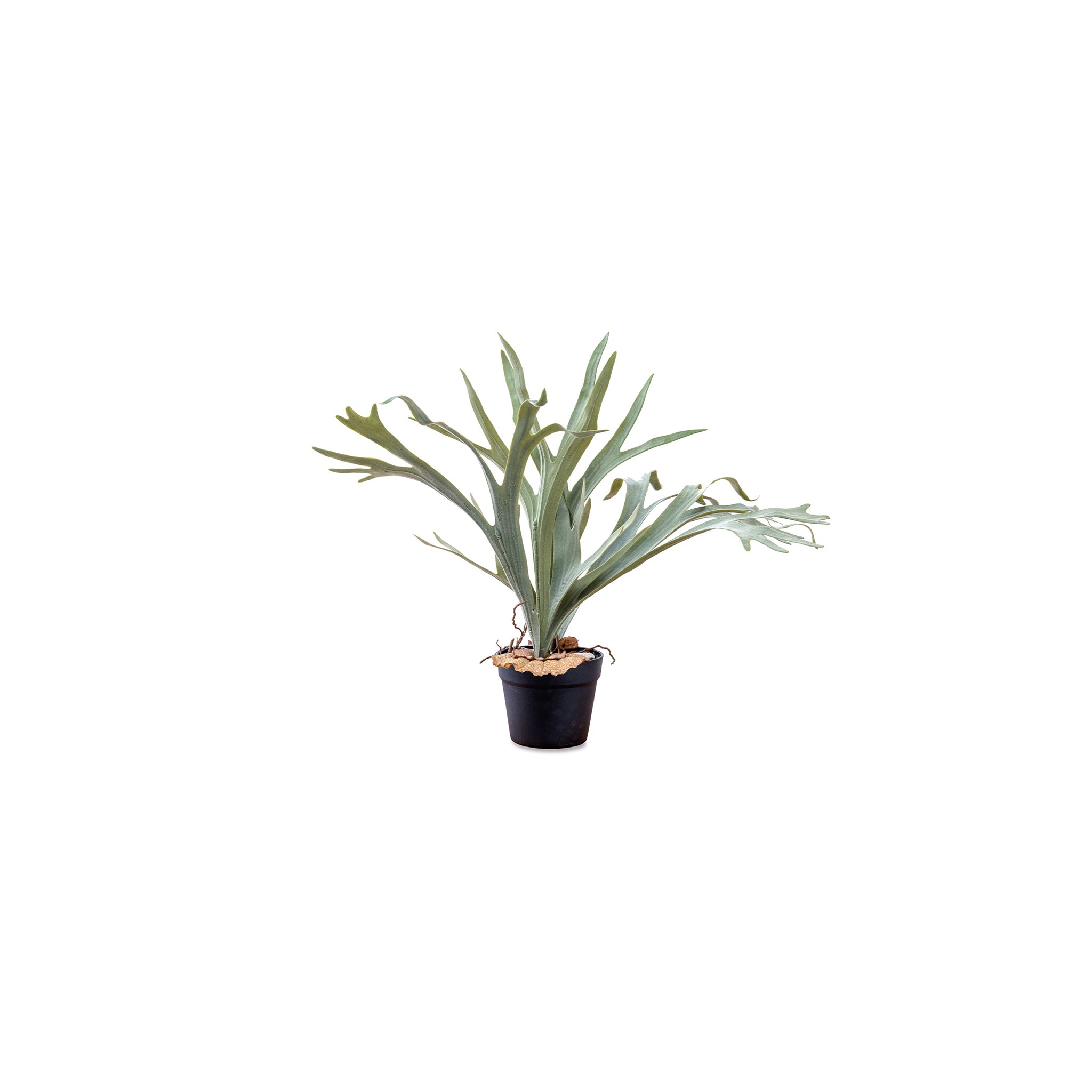 80977 コウモリラン – POSH LIVING CO.,LTD