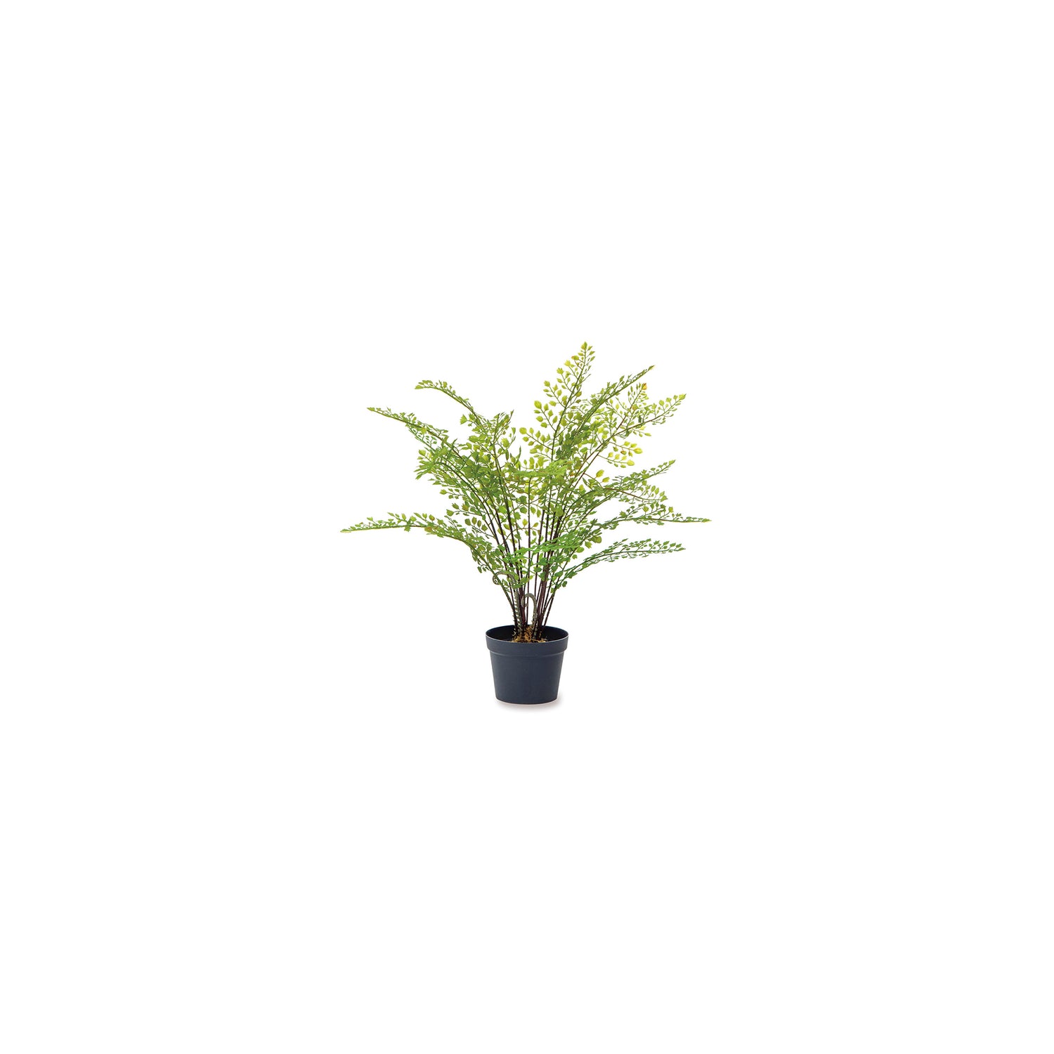 81126 アジアンタム